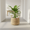 Mand Isla naturel - D33xH23 - kamerplant mand-Potten-Planten Magie