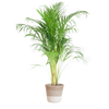 Areca Palm (Dypsis) met Sofia mand naturel - 100cm - Ø21