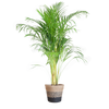 Areca Palm (Dypsis) met Sofia mand naturel - 100cm - Ø21