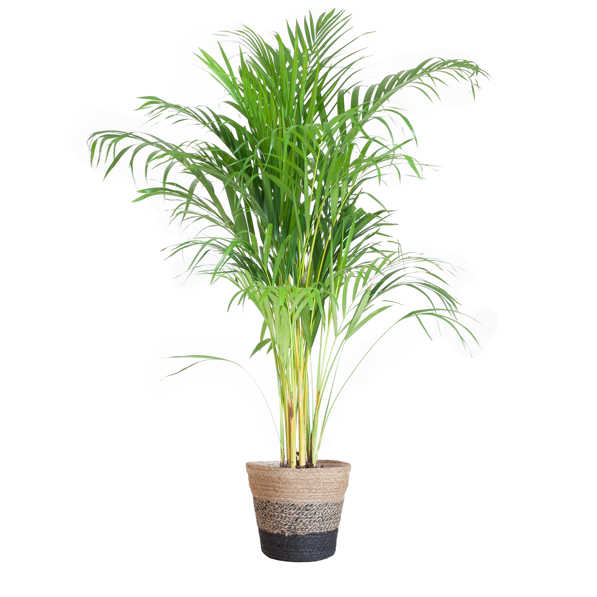 Areca Palm (Dypsis) met Sofia mand naturel - 100cm - Ø21