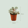 Mini Succulenten Mix - 3 Stuks - Ø 5,5 cm - Hoogte: 5-10 cm-Plant-Planten Magie