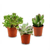 Mini Succulenten Mix - 3 Stuks - Ø 5,5 cm - Hoogte: 5-10 cm-Plant-Planten Magie