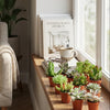 Mini Succulenten Mix - 3 Stuks - Ø 5,5 cm - Hoogte: 5-10 cm-Plant-Planten Magie