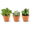 Mini Succulenten Mix - 3 Stuks - Ø 8,1 cm - Hoogte: 5-10 cm - Terracotta Potten-Plant-Planten Magie