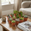 Mini Succulenten Mix - 3 Stuks - Ø 8,1 cm - Hoogte: 5-10 cm - Terracotta Potten-Plant-Planten Magie