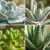 Mini Succulenten Mix - 3 Stuks - Ø 8,1 cm - Hoogte: 5-10 cm - Terracotta Potten-Plant-Planten Magie