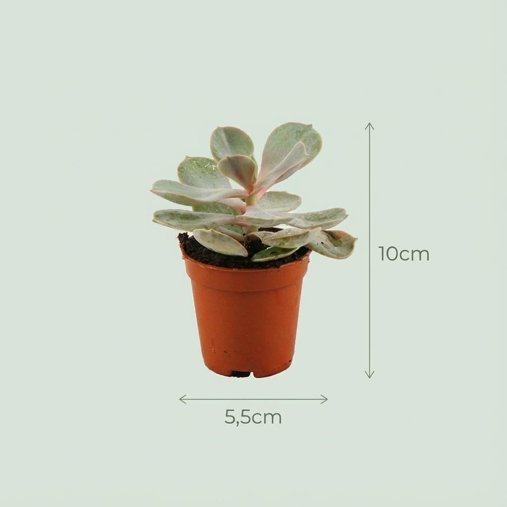 Mini Succulenten Mix - 3 Stuks - Ø 8,1 cm - Hoogte: 5-10 cm - Terracotta Potten-Plant-Planten Magie