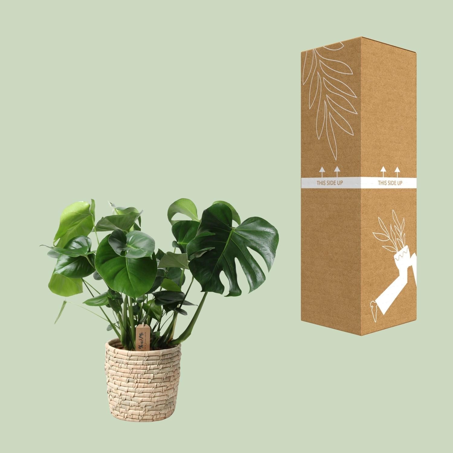 Monstera In Basket Palmleaf - Ø21cm - ↕60cm-Plant-Planten Magie