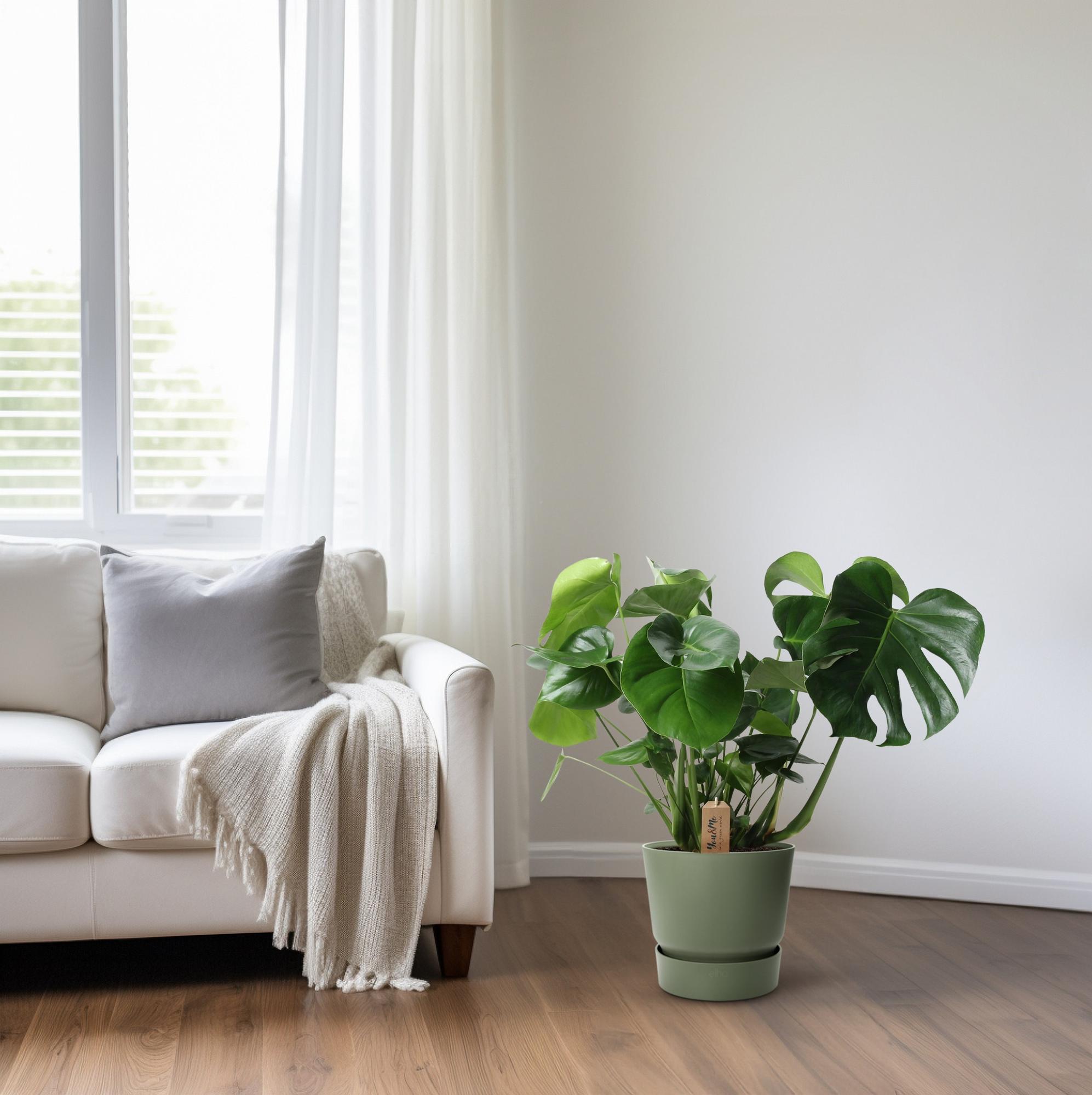 Monstera In Basket Palmleaf - Ø21cm - ↕60cm - Plant - plantenmagie