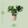 Monstera In Basket Palmleaf - Ø21cm - ↕60cm-Plant-Planten Magie