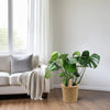 Monstera In Natural Basket - Ø21cm - ↕60cm-Plant-Planten Magie