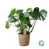 Monstera In Natural Basket - Ø21cm - ↕60cm-Plant-Planten Magie