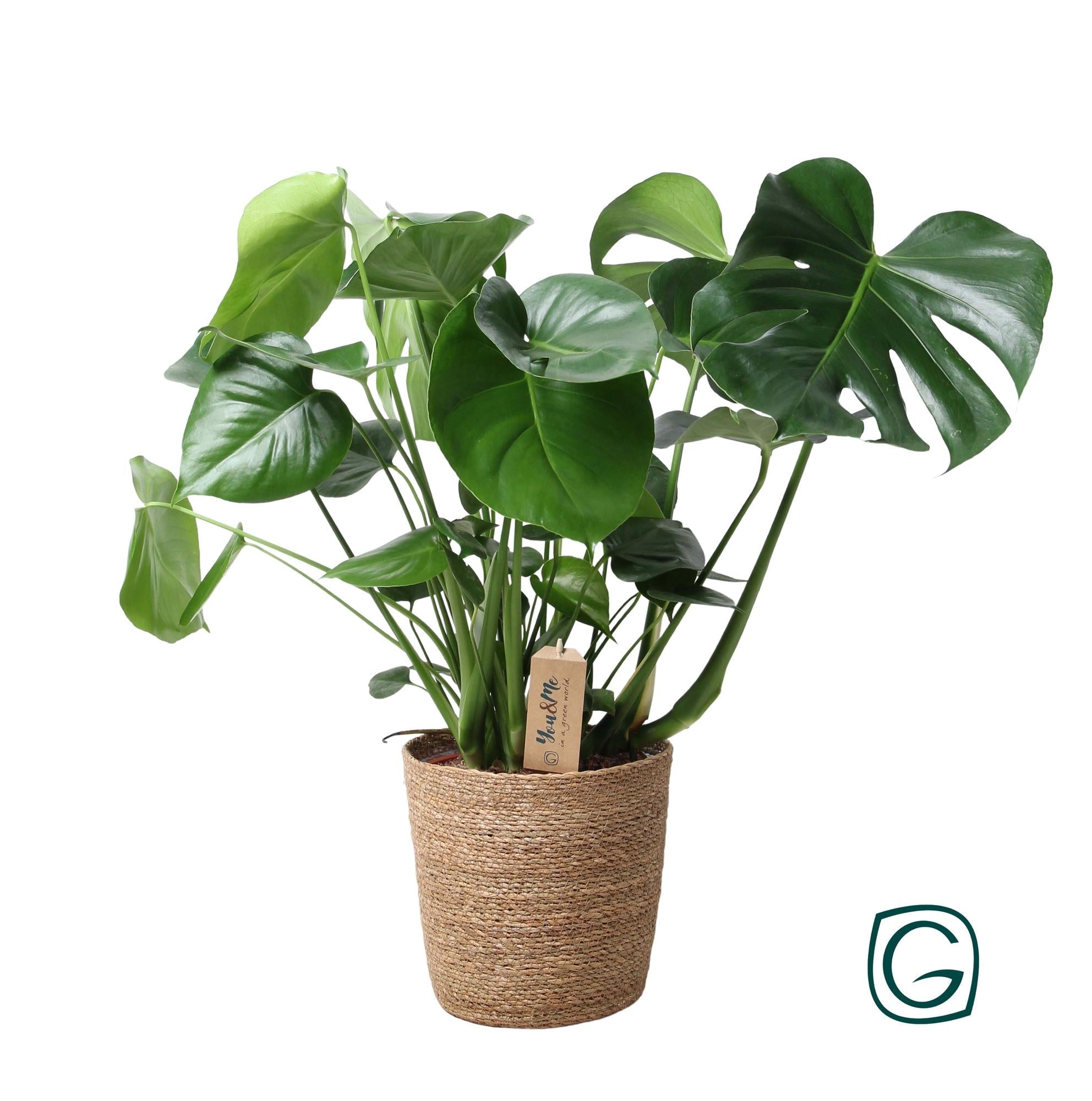 Monstera In Natural Basket - Ø21cm - ↕60cm - Plant - plantenmagie