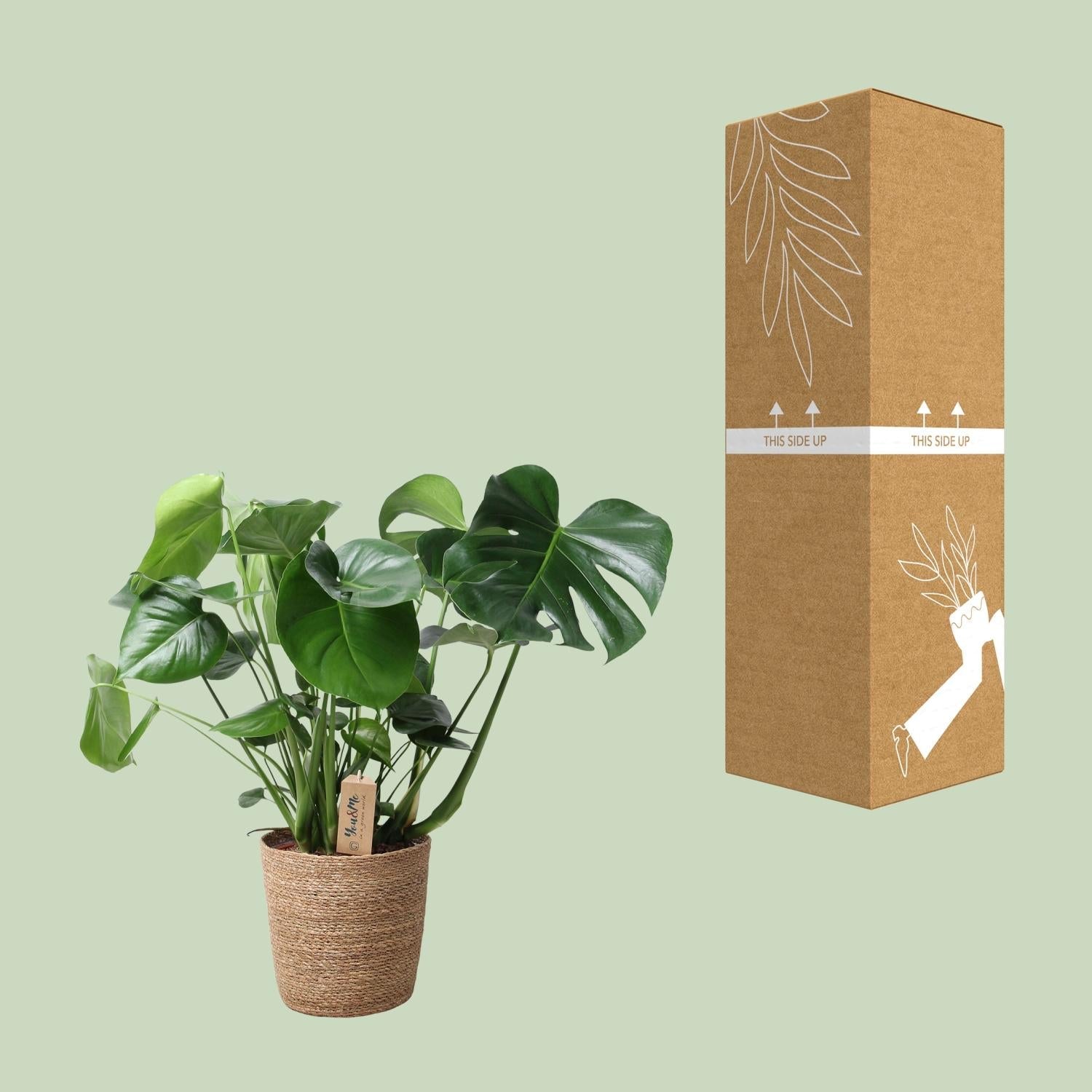 Monstera In Natural Basket - Ø21cm - ↕60cm-Plant-Planten Magie