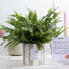 Nephrolepis Green Lady In basket - Ø12cm - ↕35cm-Planten-Planten Magie