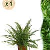 Nephrolepsis exaltata Green Lady - Varen - Groen - 4 Planten - Hoogte 28-30cm-Plant-Planten Magie