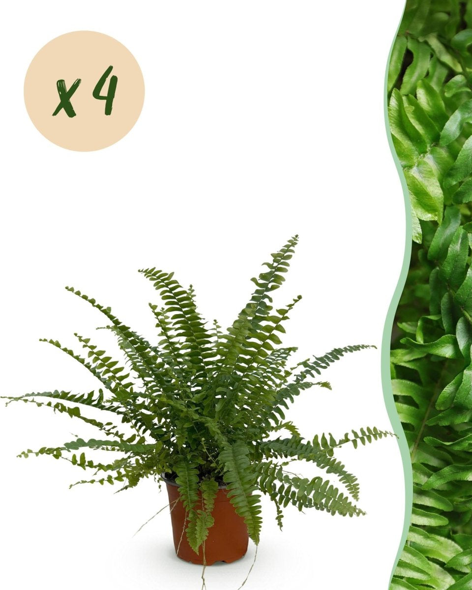 Nephrolepsis exaltata Green Lady - Varen - Groen - 4 Planten - Hoogte 28-30cm-Plant-Planten Magie