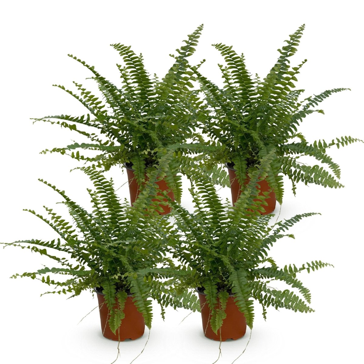 Nephrolepsis exaltata Green Lady - Varen - Groen - 4 Planten - Hoogte 28-30cm-Plant-Planten Magie