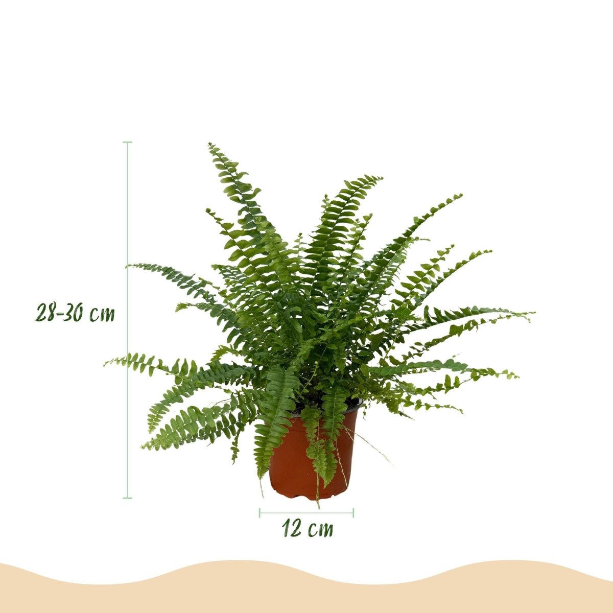 Nephrolepsis exaltata Green Lady - Varen - Groen - 4 Planten - Hoogte 28-30cm-Plant-Planten Magie