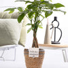 Pachira Aquatica In Ceramics Liv - Ø12cm - ↕45cm-Planten-Planten Magie