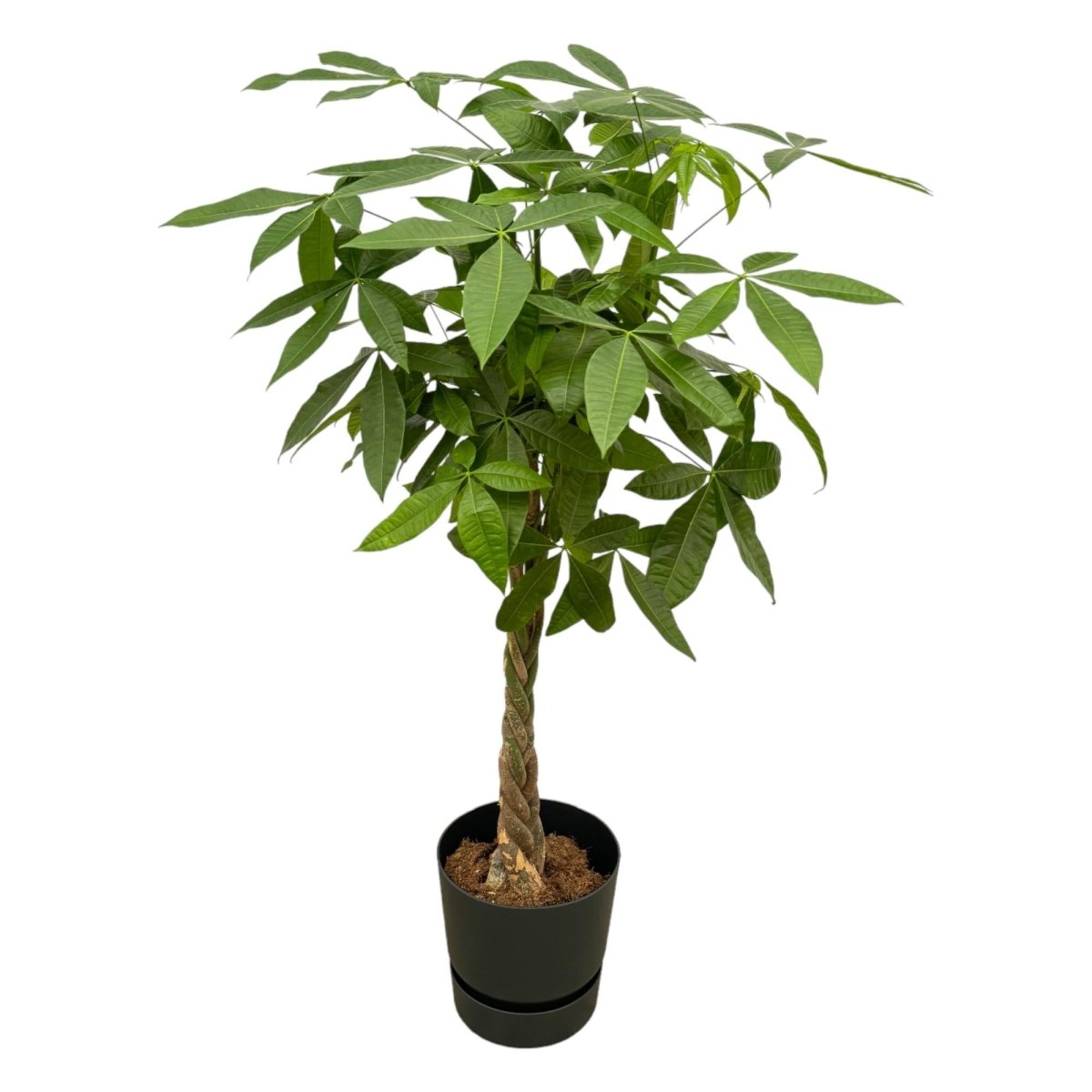 Pachira Aquatica inclusief elho Greenville Round wit - 160cm - Ø30-Planten-Planten Magie