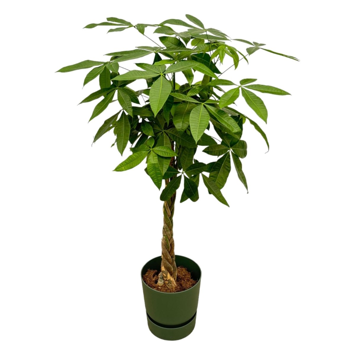 Pachira Aquatica inclusief elho Greenville Round wit - 160cm - Ø30-Planten-Planten Magie