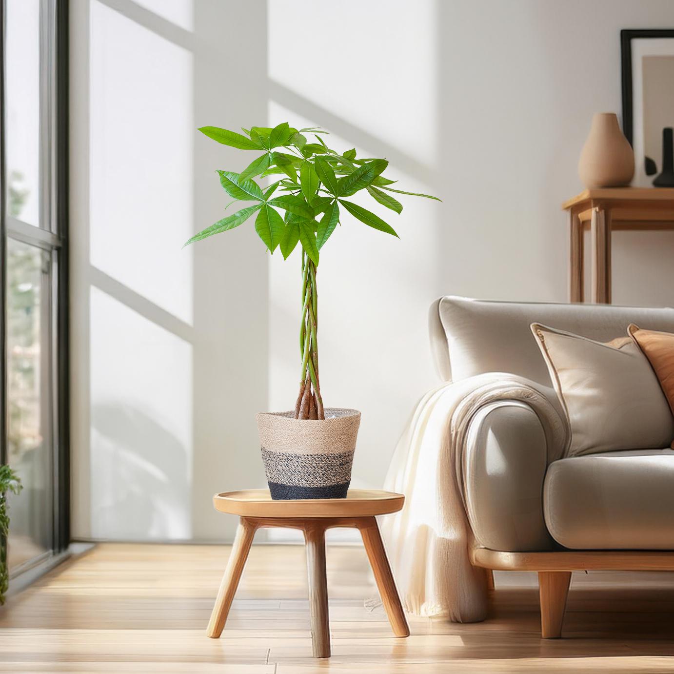 Pachira Aquatica met Mand Lissabon zwart - 80cm - Ø21 - Plant - plantenmagie