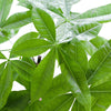 Pachira Aquatica met Mand Lissabon zwart-Planten-Planten Magie