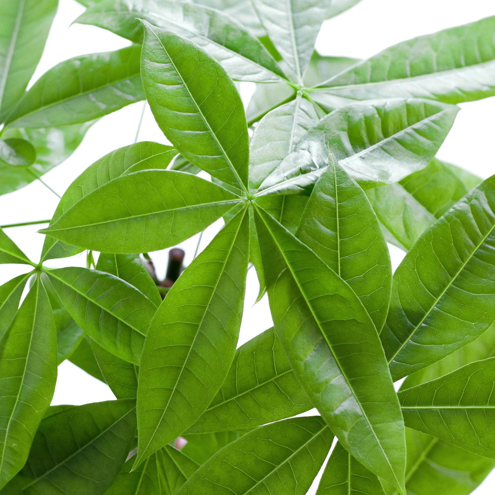 Pachira Aquatica met Mand Lissabon zwart-Planten-Planten Magie