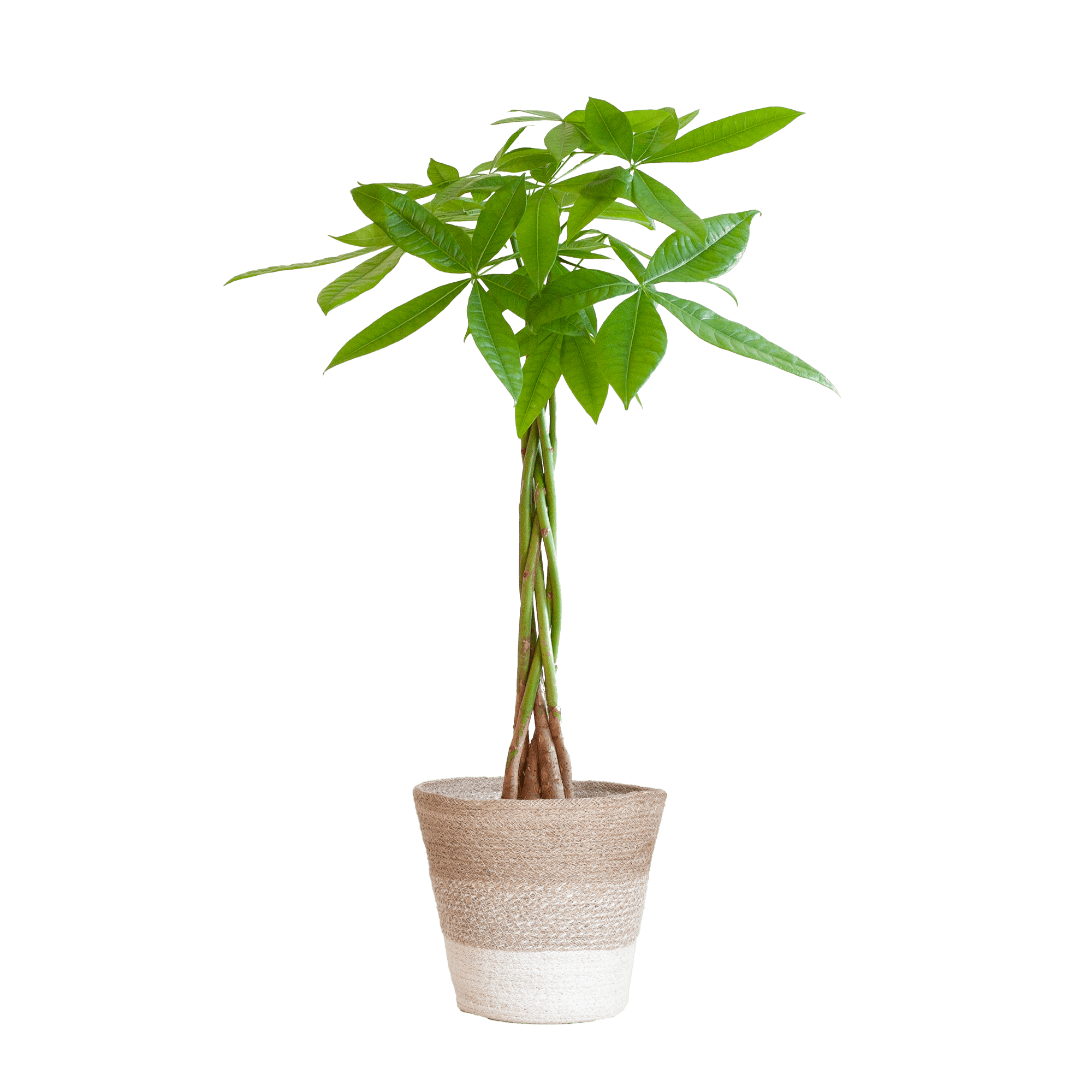 Pachira Aquatica met Mand Lissabon zwart - 80cm - Ø21 - Plant - plantenmagie
