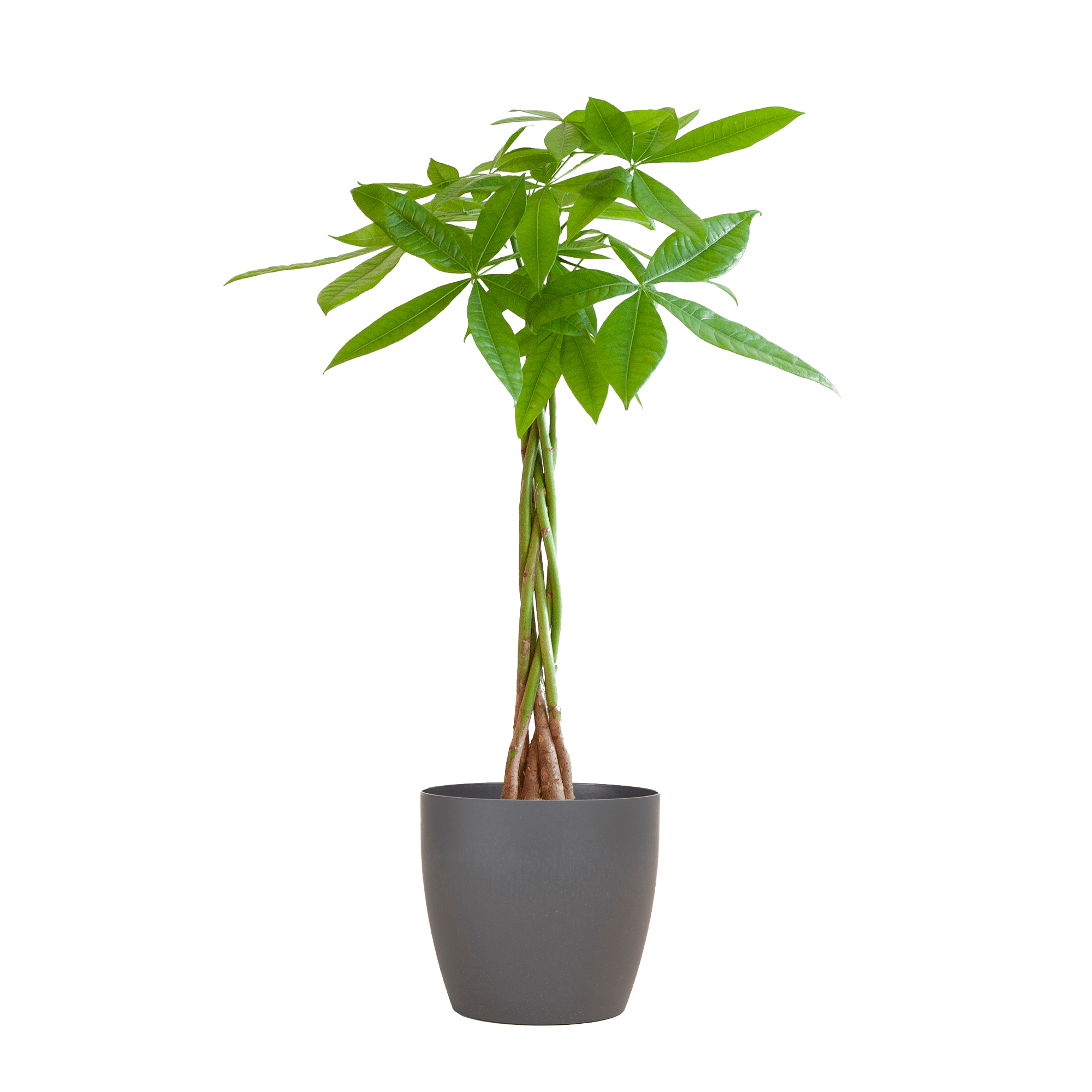 Pachira Aquatica met Mand Lissabon zwart - 80cm - Ø21 - Plant - plantenmagie