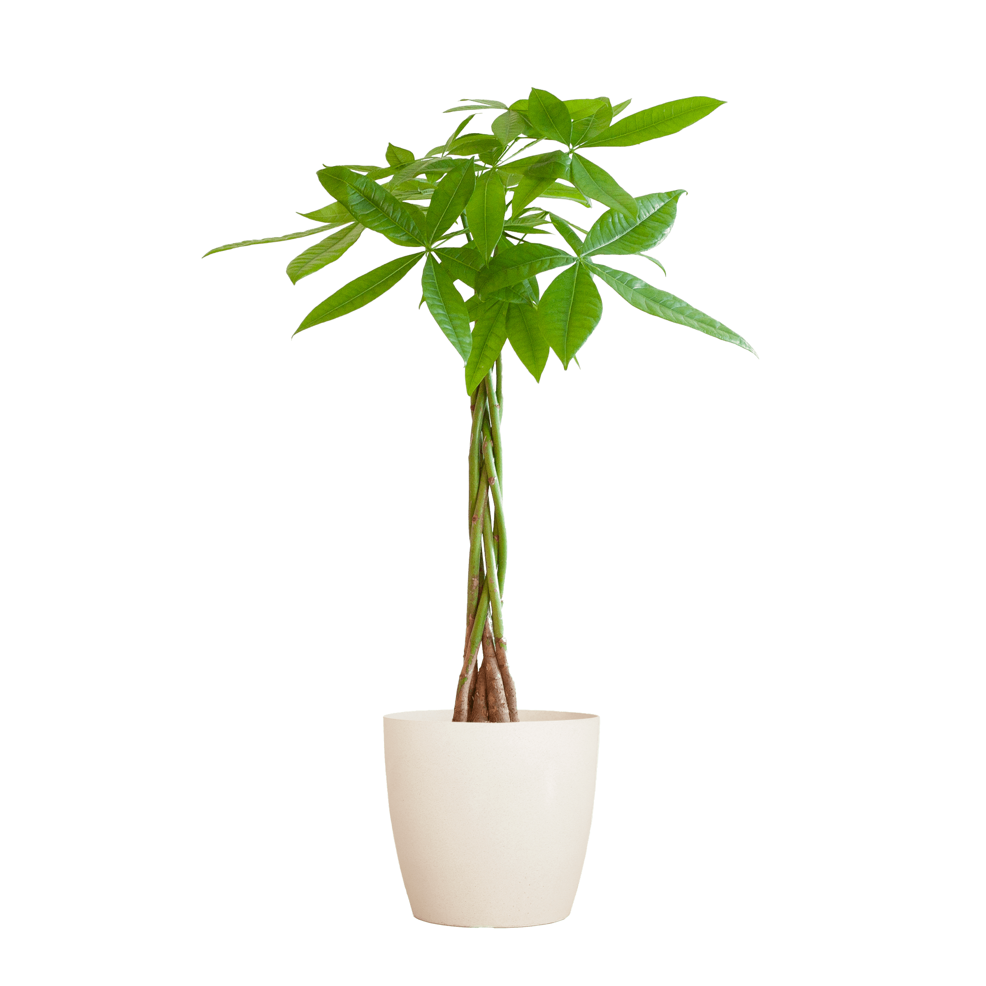 Pachira Aquatica met Mand Lissabon zwart - 80cm - Ø21 - Plant - plantenmagie