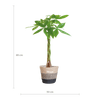 Pachira Aquatica met Mand Lissabon zwart-Planten-Planten Magie