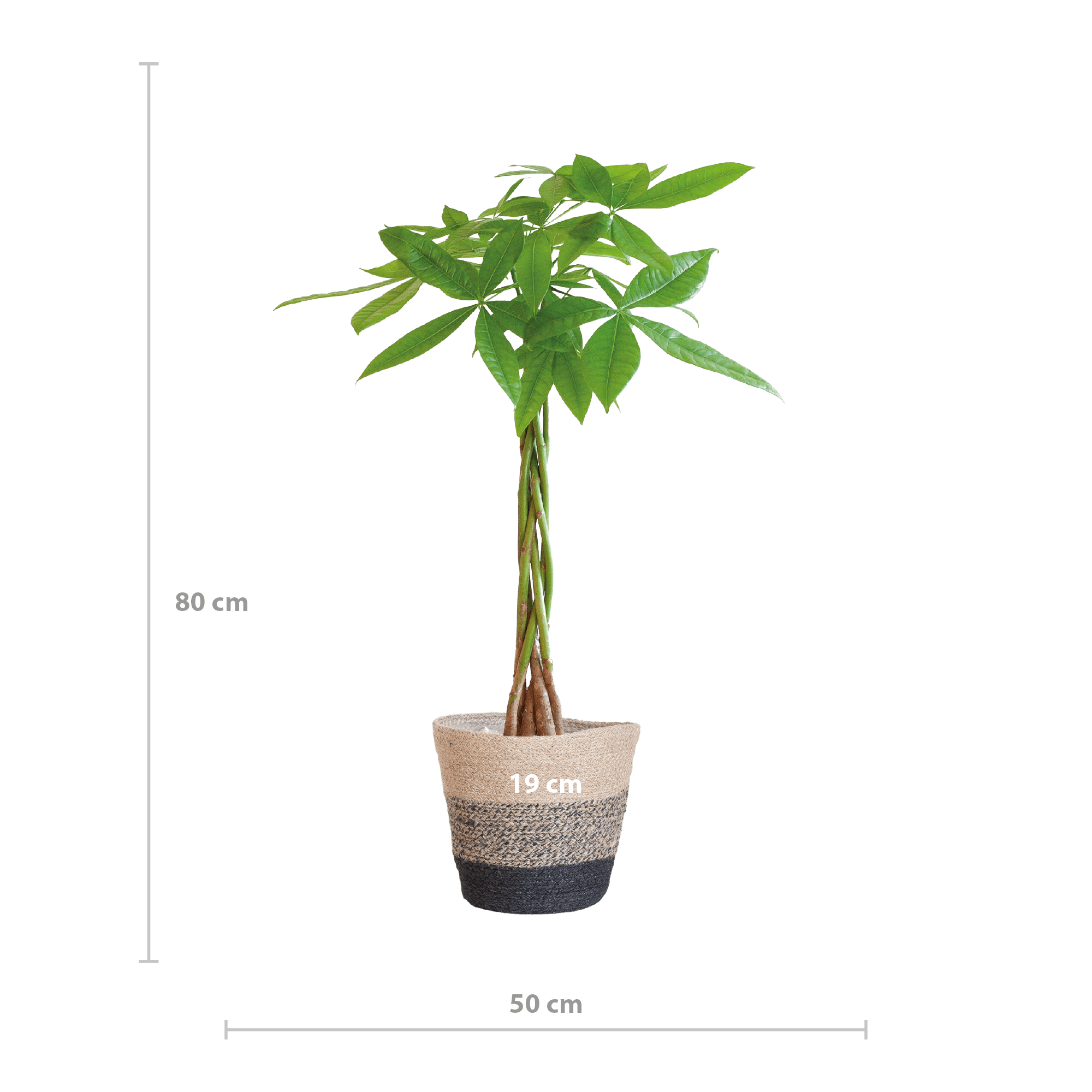 Pachira Aquatica met Mand Lissabon zwart-Planten-Planten Magie