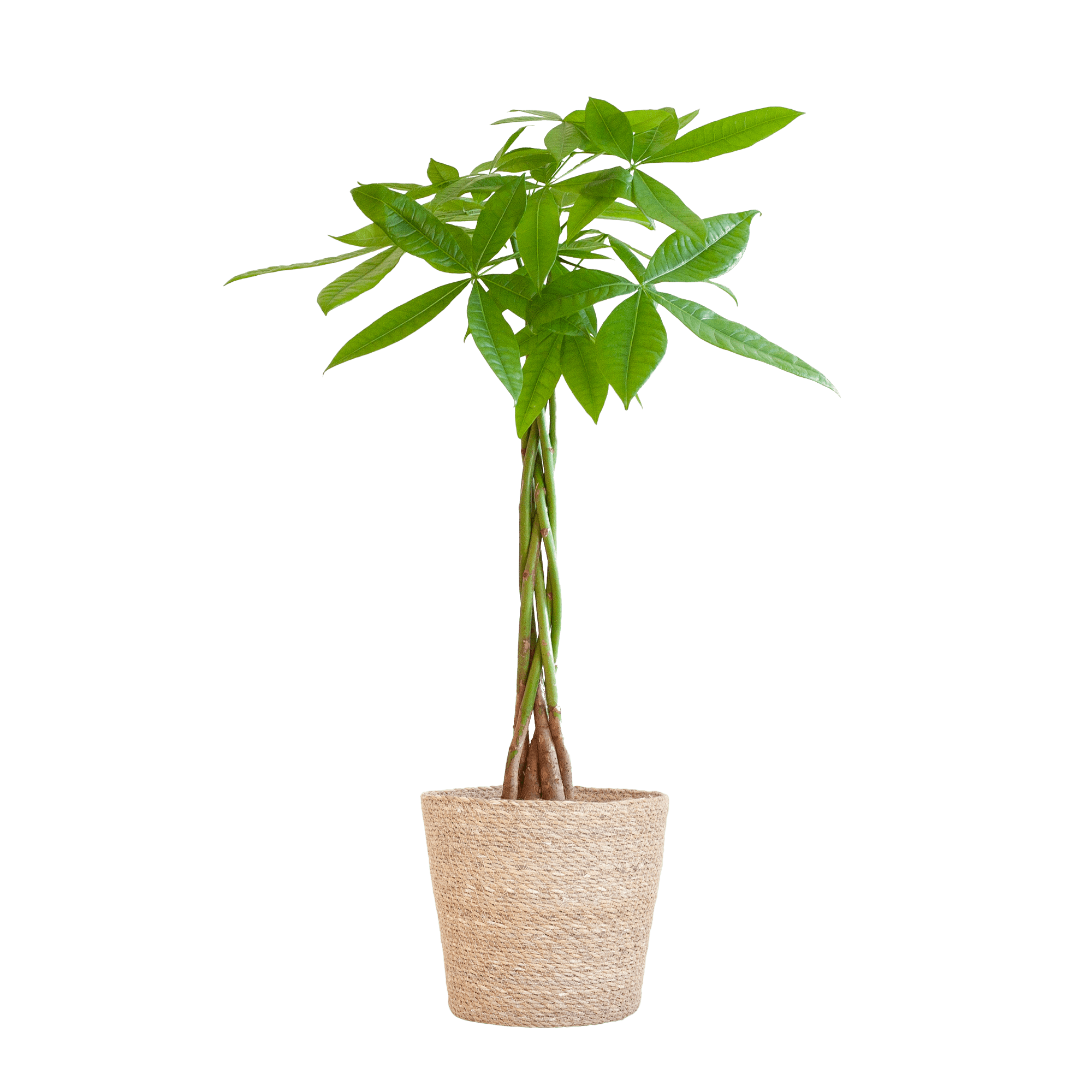 Pachira Aquatica met Mand Lissabon zwart - 80cm - Ø21 - Plant - plantenmagie