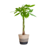 Pachira Aquatica met Mand Lissabon zwart-Planten-Planten Magie