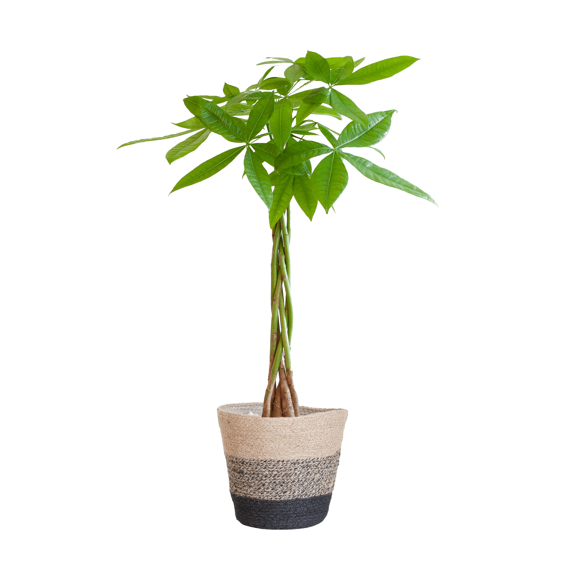 Pachira Aquatica met Mand Lissabon zwart - 80cm - Ø21-Plant-plantenmagie