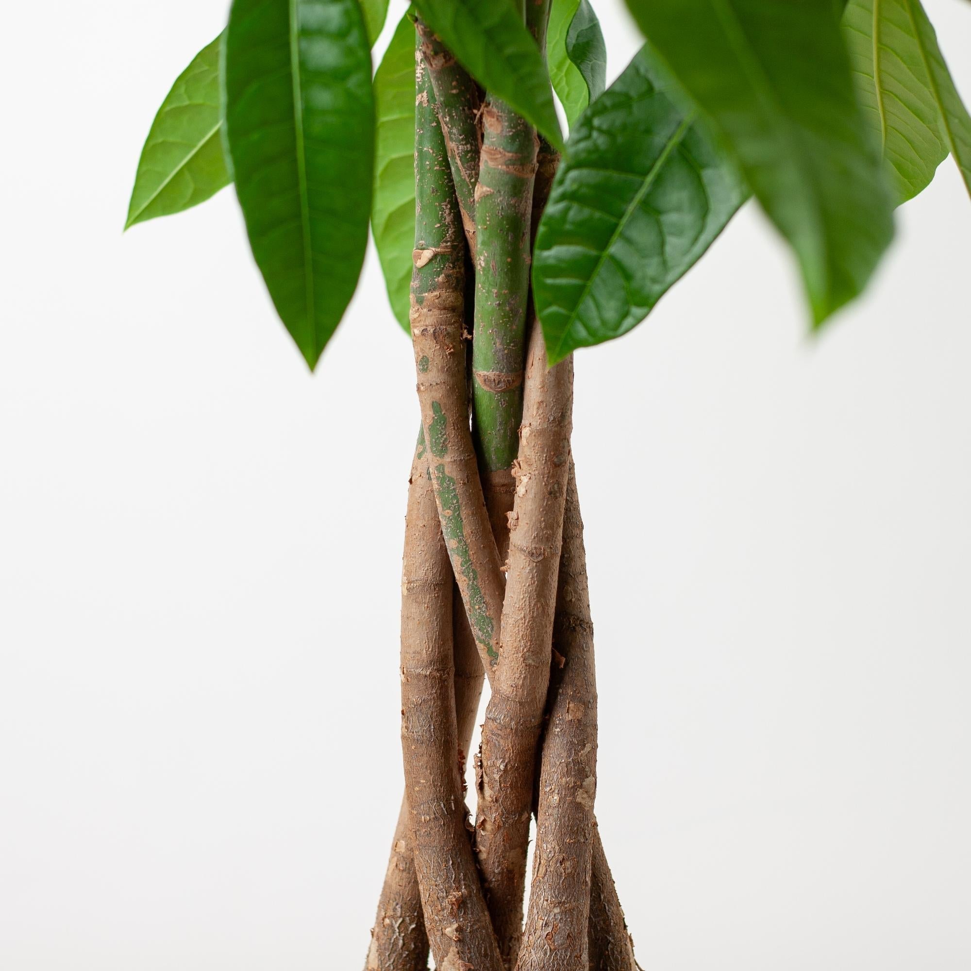 Pachira Aquatica met Mand Lissabon zwart-Planten-Planten Magie