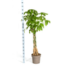 Pachira Aquatica – Geldboom Ø30 cm, 160–180 cm-Planten-Planten Magie
