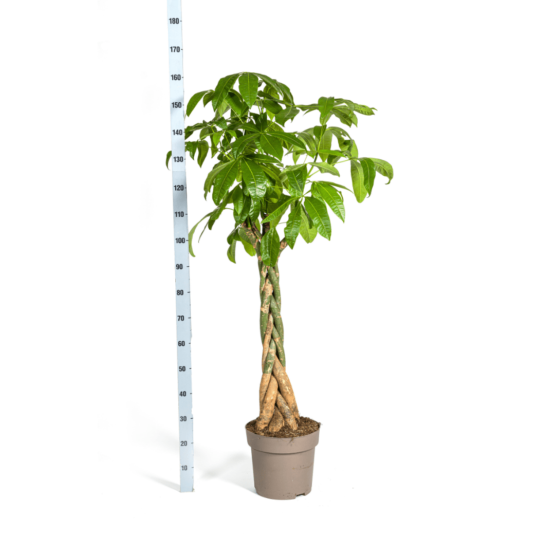 Pachira Aquatica – Geldboom Ø30 cm, 160–180 cm-Planten-Planten Magie