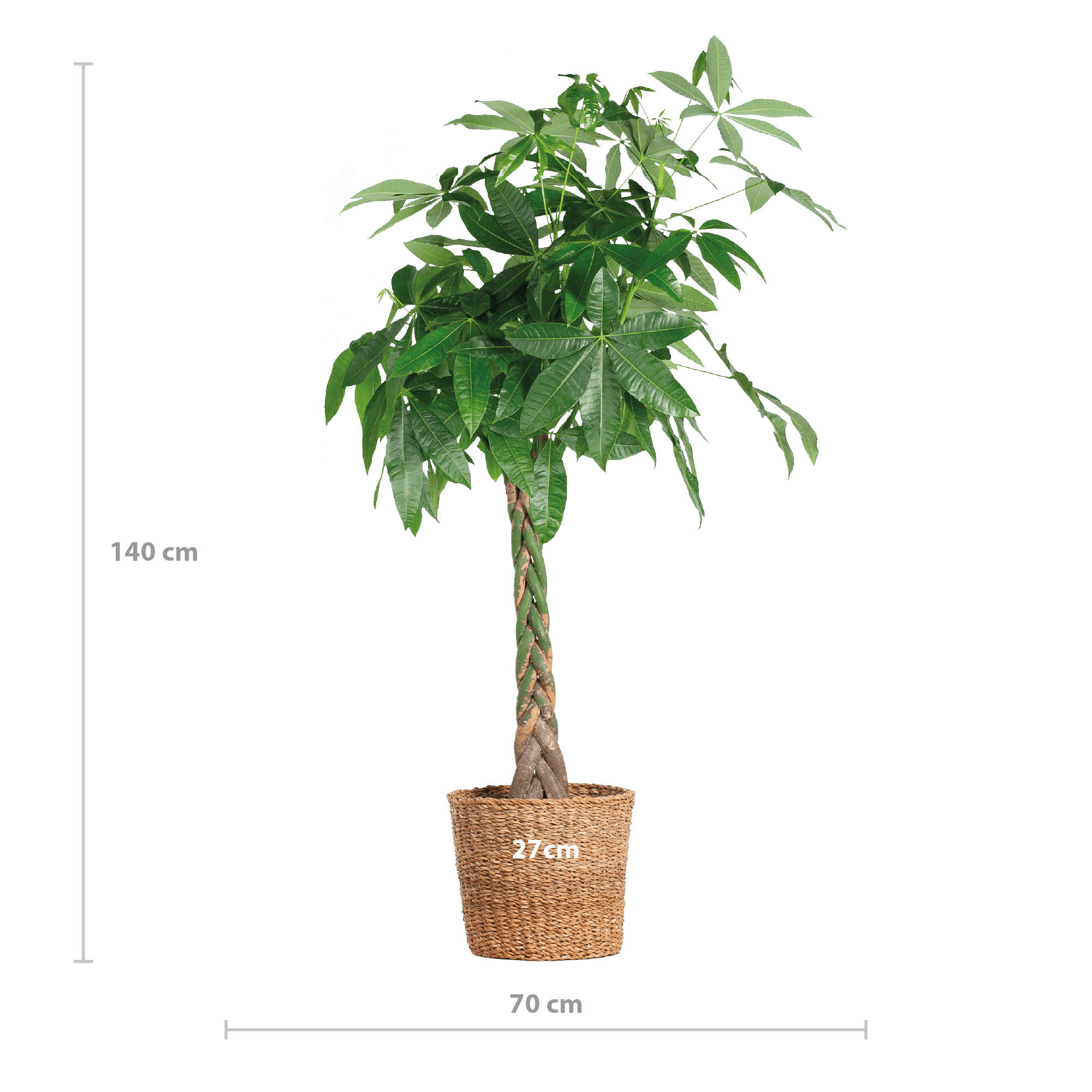 Pachira Aquatica XL met Torun mand - 140cm-Planten-Planten Magie