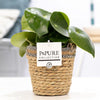 Peperomia Raindrop In P&PURE Basket - Ø12cm - ↕25cm-Planten-Planten Magie