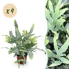 Phlebodium aureum Blue Star - Blauwe Varen - 4 Planten - Hoogte 25-30cm-Plant-Planten Magie