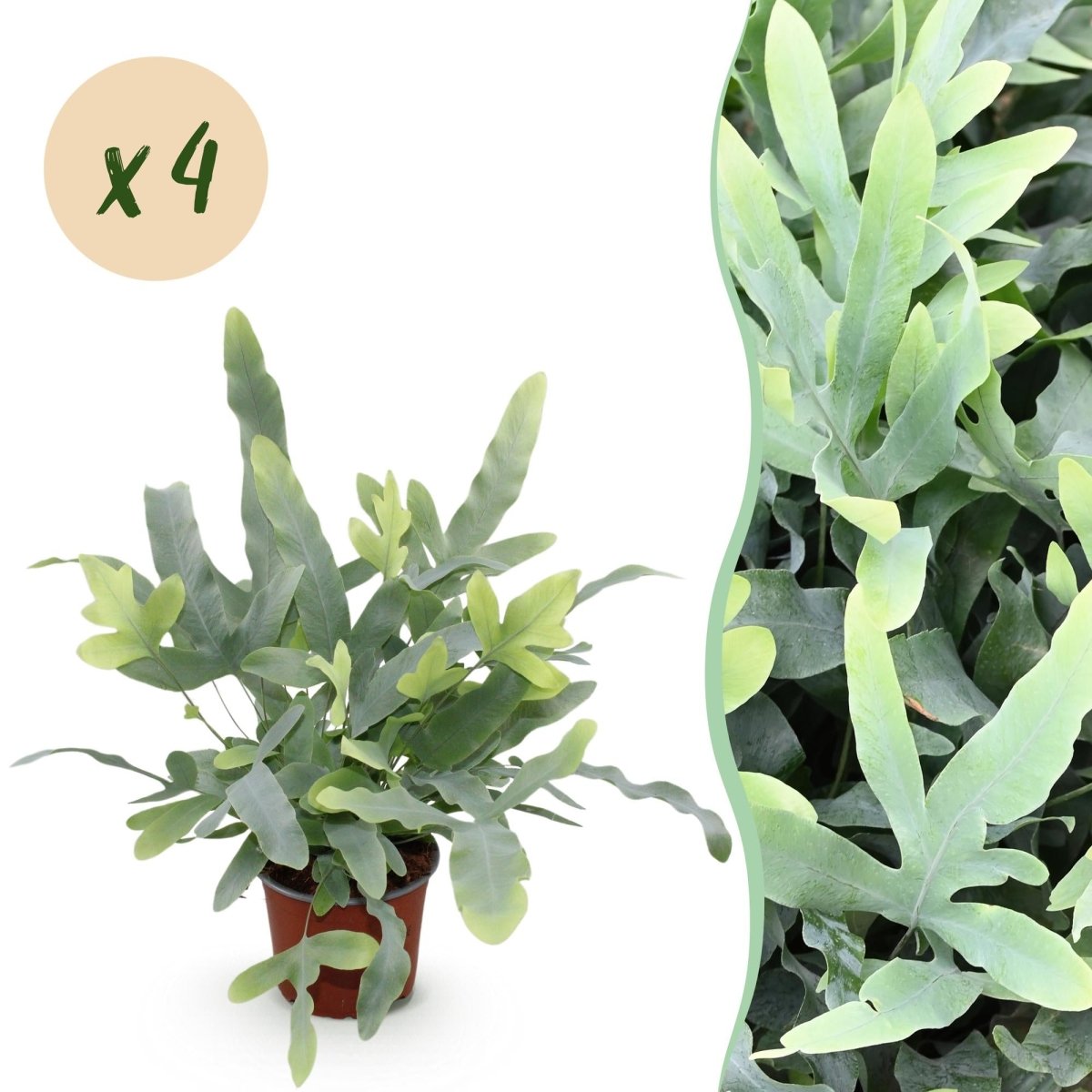 Phlebodium aureum Blue Star - Blauwe Varen - 4 Planten - Hoogte 25-30cm-Plant-Planten Magie