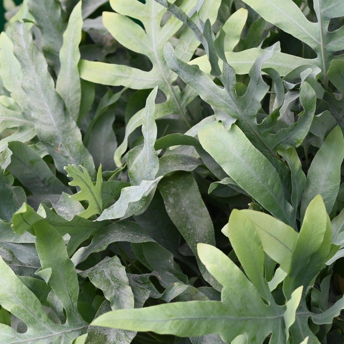 Phlebodium aureum Blue Star - Blauwe Varen - 4 Planten - Hoogte 25-30cm-Plant-Planten Magie