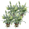 Phlebodium aureum Blue Star - Blauwe Varen - 4 Planten - Hoogte 25-30cm-Plant-Planten Magie