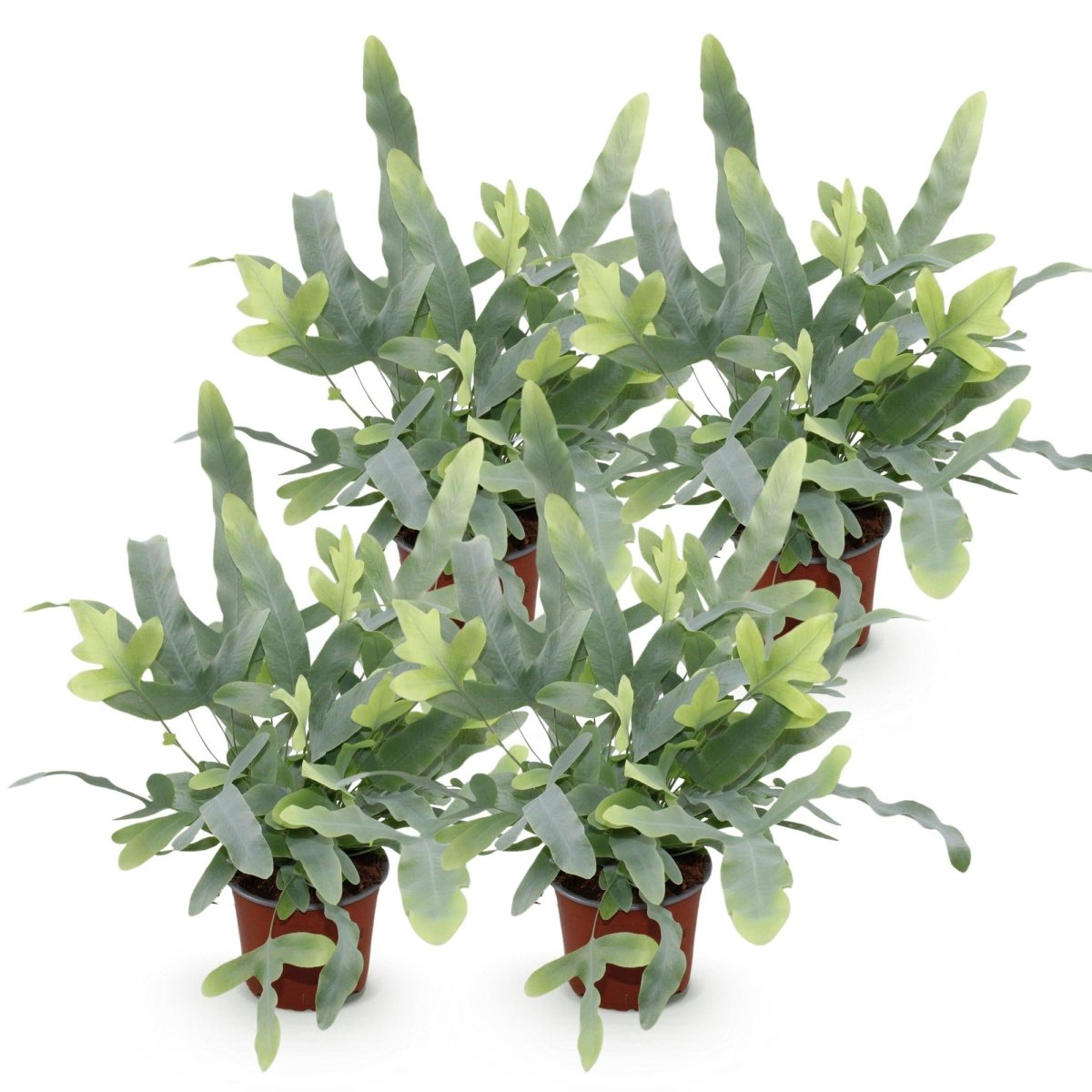 Phlebodium aureum Blue Star - Blauwe Varen - 4 Planten - Hoogte 25-30cm-Plant-Planten Magie