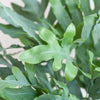 Phlebodium Aureum 'Blue Star' met Viber grijs - 40cm -Planten-Planten Magie