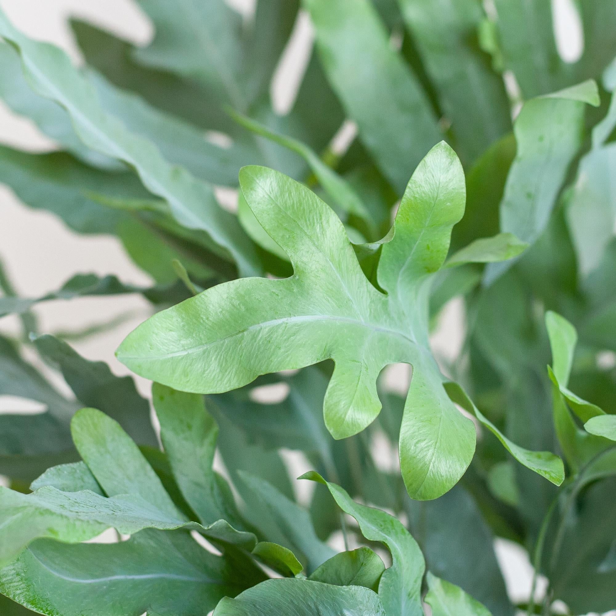 Phlebodium Aureum 'Blue Star' met Viber grijs - 40cm -Planten-Planten Magie