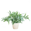 Phlebodium Aureum 'Blue Star' met Viber grijs - 40cm -Planten-Planten Magie